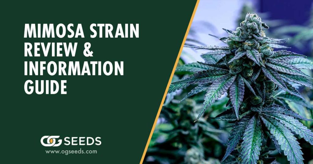 Mimosa Strain Review And Information Guide