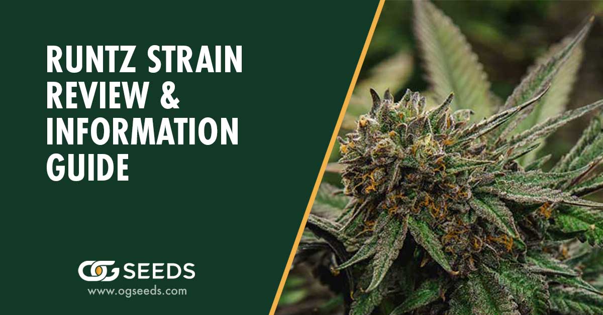 Runtz Strain - The Ultimate Strain Review & Information Guide