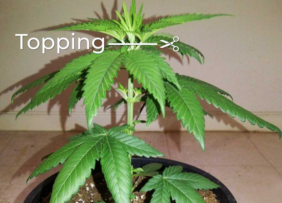 Topping Cannabis Plants