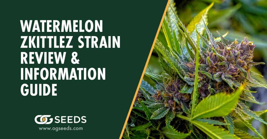 Watermelon Zkittlez Strain - The Ultimate Strain Review & Information Guide
