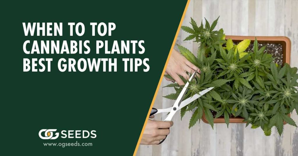 When To Top Cannabis Plants Best Growth Tips