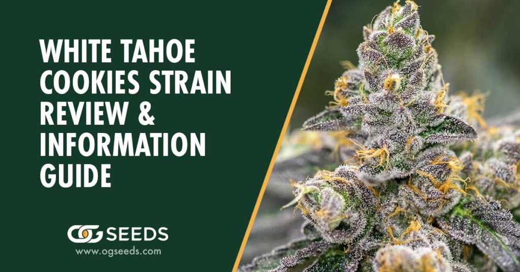 White Tahoe Cookies Strain - The Ultimate Strain Review & Information Guide