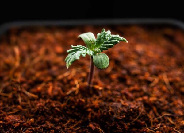 Best Cannabis Fertilizer for Growing [Indoor & Outdoor]