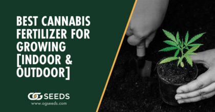 Best Cannabis Fertilizer for Growing [Indoor & Outdoor]