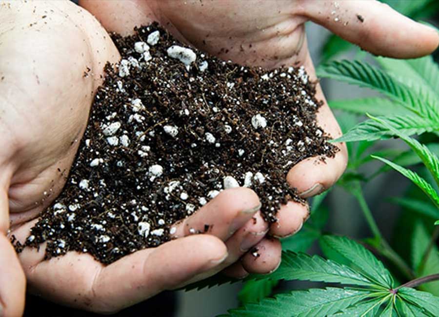 Best Cannabis Fertilizer