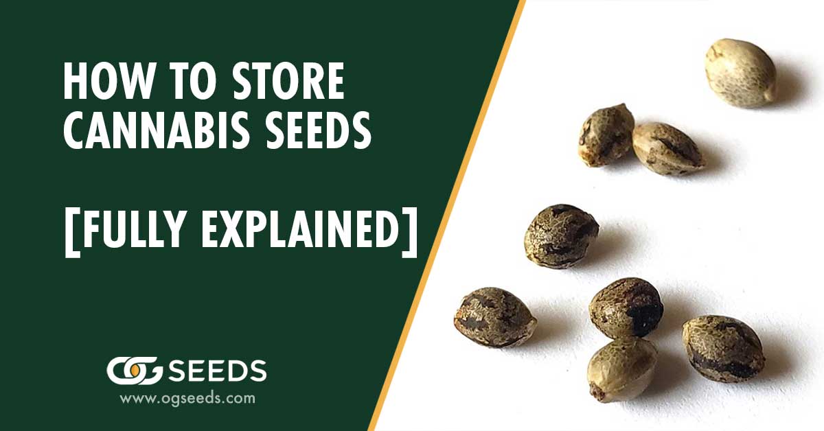 How to Store Cannabis Seeds [FULLY EXPLAINED]