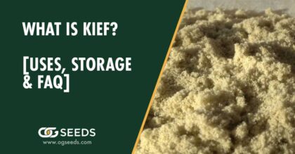What is Kief? [Uses, Storage & FAQ]