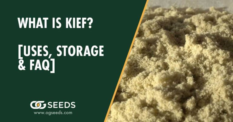What is Kief? [Uses, Storage & FAQ]