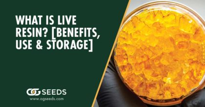 What is Live Resin? [Benefits, Use & Storage]