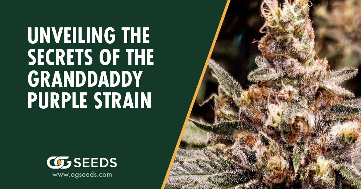 Granddaddy Purple Strain: The Ultimate Strain Review